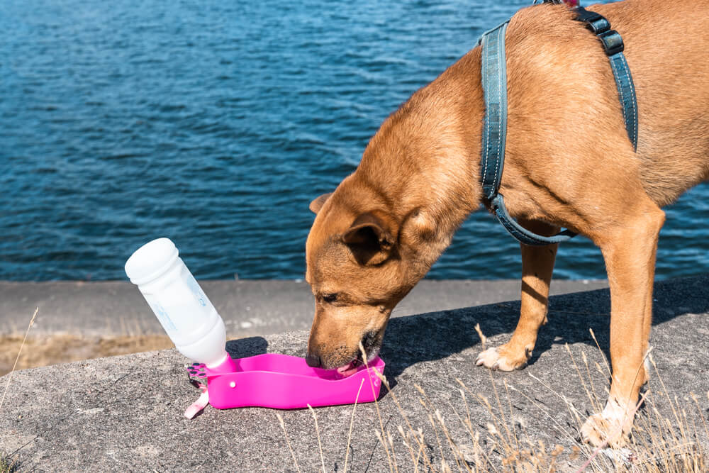 Brown dog on a hike drinking water 