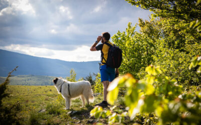 Discover Reno’s Breathtaking Trails: Top Dog-Friendly Hikes