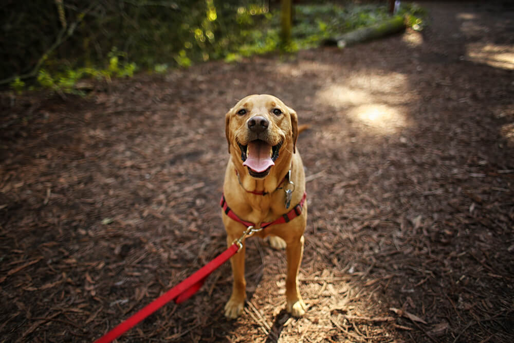 Brown dog on a hiking trail with red leash