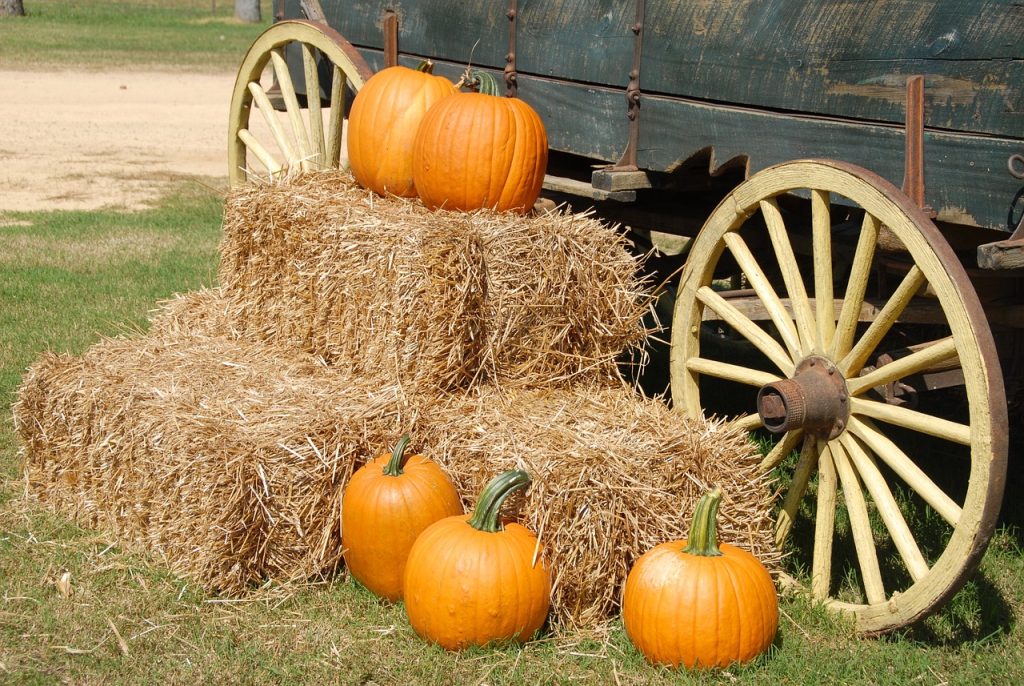 pumpkins, wagon, farm Thanksgiving